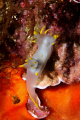 Polycera faeroensis. Shot using Canon EOS 350D in Ikelite housing, Canon 100mm macro, Nikonos SB-105 strobe. 